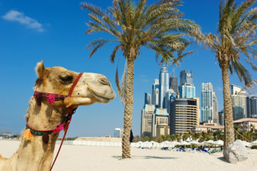 Camel at the urban building background of Dubai. UAE