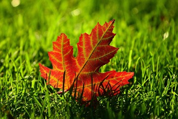 Autumn Maple Leaf